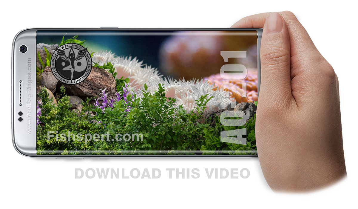 Download or watch tropical fish aquarium AQ-201 - Discovering Tranquility ZEN