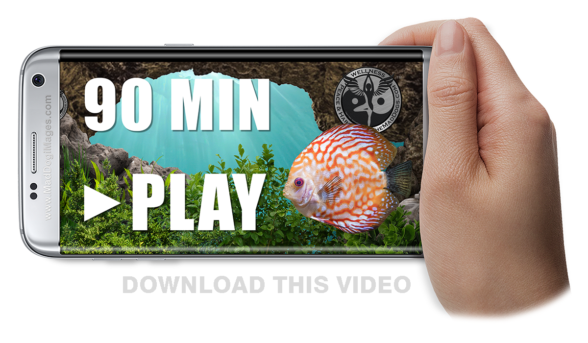 Download or watch tropical fish aquarium AQ-202 - 90 min, 9 aquariums