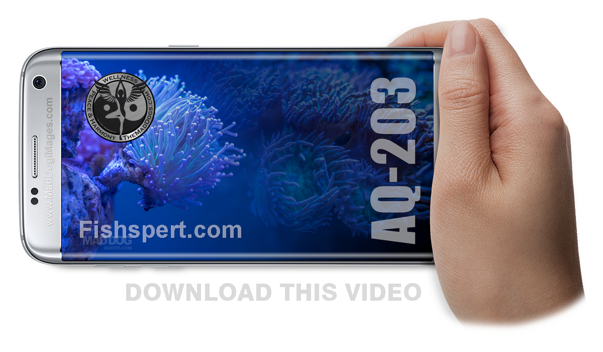 Download or watch tropical fish aquarium AQ-203 - Deep Blue ZEN