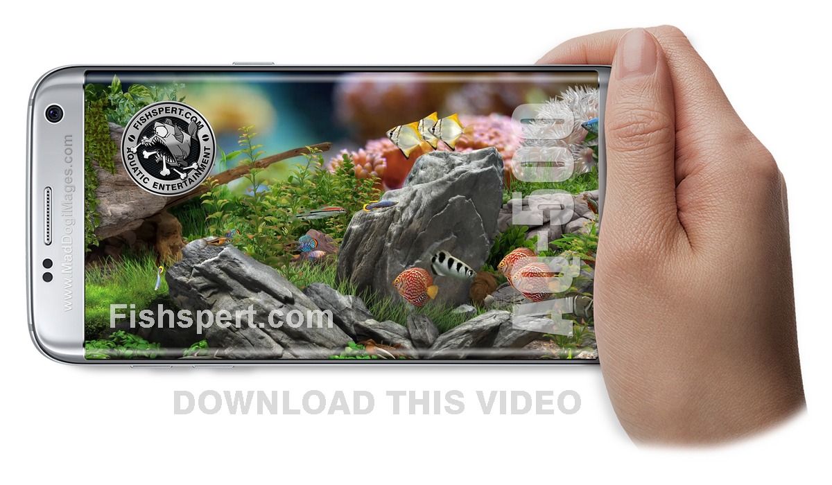Download or watch tropical fish aquarium AQ-500 - Aquatic Ambiance ZEN